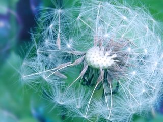 Обои цветы, весна, одуванчик, пушинки, былинки, flowers, spring, dandelion, fuzzes, blade разрешение 2135x1200 Загрузить