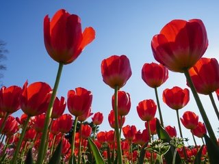 Обои небо, цветы, весна, тюльпаны, the sky, flowers, spring, tulips разрешение 2048x1255 Загрузить