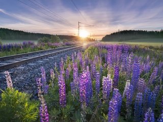 Обои цветы, железная дорога, рельсы, утро, люпины, flowers, railroad, rails, morning, lupins разрешение 1920x1279 Загрузить