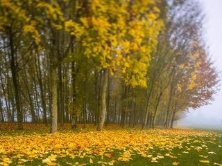 Обои деревья, листья, туман, осень, trees, leaves, fog, autumn разрешение 2048x1363 Загрузить