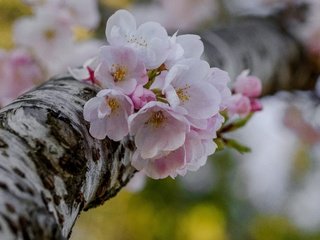 Обои дерево, цветение, макро, весна, вишня, цветки, боке, tree, flowering, macro, spring, cherry, flowers, bokeh разрешение 4757x3151 Загрузить