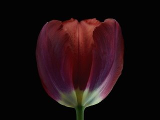 Обои фон, цветок, лепестки, бутон, черный фон, тюльпан, background, flower, petals, bud, black background, tulip разрешение 2048x1270 Загрузить