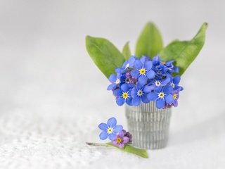 Обои цветы, фон, ваза, незабудки, салфетка, букетик, flowers, background, vase, forget-me-nots, napkin, a bunch разрешение 4354x3110 Загрузить