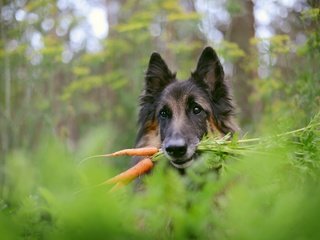 Обои фон, собака, немецкая овчарка, морковка, background, dog, german shepherd, carrot разрешение 2560x1709 Загрузить