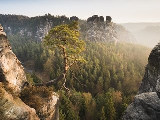 Обои горы, лес, германия, сосна, саксонская швейцария, эльбские песчаниковые горы, mountains, forest, germany, pine, saxon switzerland, elbe sandstone mountains разрешение 2560x1707 Загрузить