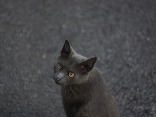 Обои глаза, кот, мордочка, кошка, взгляд, асфальт, eyes, cat, muzzle, look, asphalt разрешение 2048x1365 Загрузить