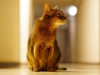 Обои кот, лапы, кошка, уши, позирует, хвост, cat, paws, ears, posing, tail разрешение 2555x1600 Загрузить