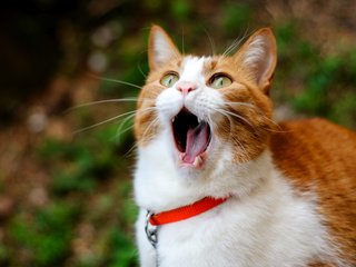 Обои кот, зубы, рыжий, язык, рот, зевает, cat, teeth, red, language, mouth, yawns разрешение 2600x1780 Загрузить