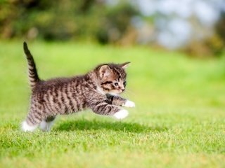 Обои трава, кошка, котенок, прыжок, малыш, лапки, grass, cat, kitty, jump, baby, legs разрешение 2048x1429 Загрузить