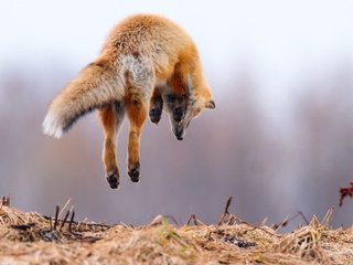 Обои лапы, прыжок, лиса, лисица, животное, охота, хвост, в воздухе, paws, jump, fox, animal, hunting, tail, in the air разрешение 2500x1666 Загрузить
