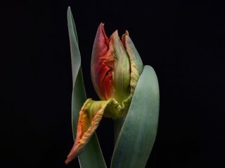 Обои листья, цветок, бутон, черный фон, тюльпан, leaves, flower, bud, black background, tulip разрешение 2048x1264 Загрузить