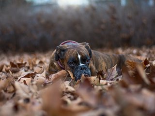 Обои листья, взгляд, осень, собака, друг, боксер, leaves, look, autumn, dog, each, boxer разрешение 2048x1365 Загрузить