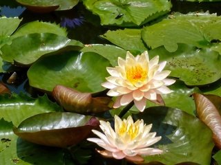 Обои цветы, листья, кувшинки, нимфея, водяные лилии, flowers, leaves, water lilies, nymphaeum разрешение 1920x1200 Загрузить