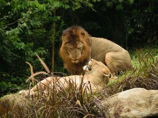 Обои листва, камень, пара, львы, лев, львица, foliage, stone, pair, lions, leo, lioness разрешение 6000x4000 Загрузить