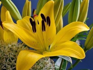 Обои цветы, макро, фон, лилии, желтые, flowers, macro, background, lily, yellow разрешение 1920x1200 Загрузить