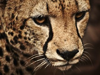 Обои морда, кошка, леопард, пятна, нос, face, cat, leopard, spot, nose разрешение 2560x1596 Загрузить