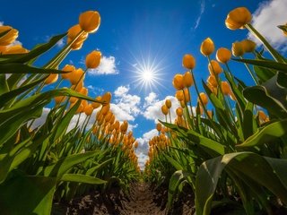 Обои небо, цветы, облака, поле, тюльпаны, жёлтые тюльпаны, the sky, flowers, clouds, field, tulips, yellow tulips разрешение 2048x1365 Загрузить