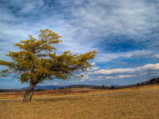 Обои небо, трава, облака, дерево, пейзаж, поле, the sky, grass, clouds, tree, landscape, field разрешение 2560x1600 Загрузить