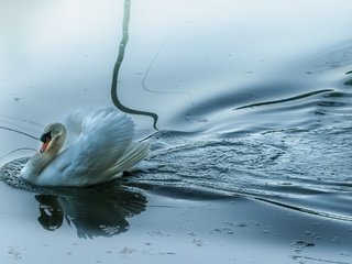 Обои вода, озеро, отражение, птица, лебедь, белый лебедь, лебедь-шипун, water, lake, reflection, bird, swan, white swan разрешение 2560x1440 Загрузить