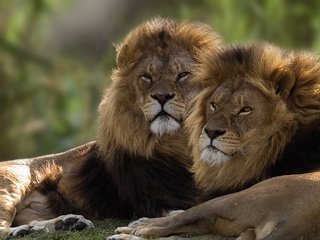 Обои пара, львы, братья, pair, lions, brothers разрешение 2584x1440 Загрузить