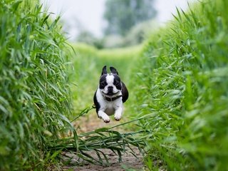 Обои поле, собака, тропинка, бег, бостон-терьер, field, dog, path, running, boston terrier разрешение 2561x1600 Загрузить