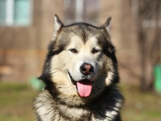 Обои портрет, собака, хаски, язык, маламут, аляскинский маламут, portrait, dog, husky, language, malamute, alaskan malamute разрешение 1920x1280 Загрузить