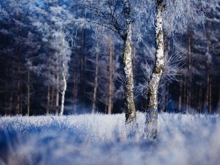 Обои природа, дерево, лес, зима, иней, nature, tree, forest, winter, frost разрешение 2048x1642 Загрузить