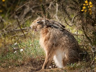 Обои природа, фон, заяц, nature, background, hare разрешение 2048x1363 Загрузить
