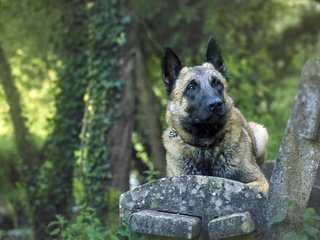 Обои собака, друг, скамья, лорд, малинуа, бельгийская овчарка, elodie renault, dog, each, bench, lord, malinois, belgian shepherd разрешение 2560x1505 Загрузить