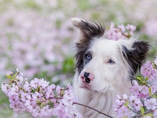 Обои глаза, взгляд, собака, весна, друг, бордер-колли, eyes, look, dog, spring, each, the border collie разрешение 2048x1234 Загрузить
