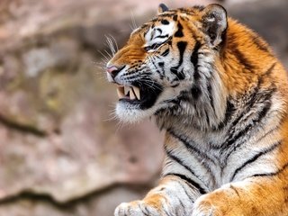 Обои тигр, морда, клыки, хищник, профиль, пасть, tiger, face, fangs, predator, profile, mouth разрешение 2560x1707 Загрузить