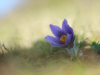 Обои цветок, весна, анемон, сон-трава, прострел, flower, spring, anemone, sleep-grass, cross разрешение 2048x1365 Загрузить