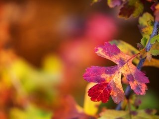 Обои ветка, листья, макро, краски, осень, лист, размытость, branch, leaves, macro, paint, autumn, sheet, blur разрешение 2048x1365 Загрузить