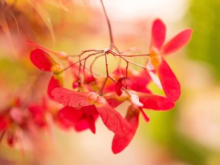 Обои ветка, природа, макро, фон, японский клен, клён дланевидный, крылатки, branch, nature, macro, background, japanese maple, maple genevey, lionfish разрешение 2048x1365 Загрузить