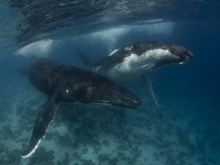 Обои вода, море, океан, кит, горбатый кит, water, sea, the ocean, kit, humpback whale разрешение 2560x1707 Загрузить