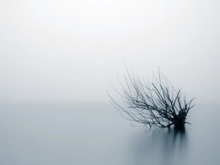 Обои вода, природа, фон, туман, ветки, куст, water, nature, background, fog, branches, bush разрешение 1935x1088 Загрузить