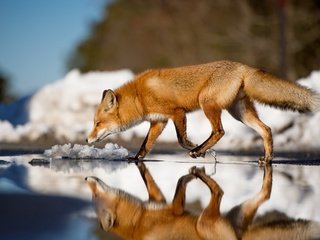 Обои вода, зима, отражение, лиса, лисица, животное, хвост, water, winter, reflection, fox, animal, tail разрешение 2048x1363 Загрузить