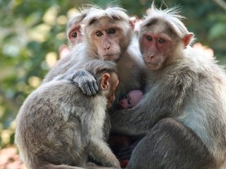 Обои взгляд, семья, детеныш, обезьяны, японские макаки, sujesh sm, look, family, cub, monkey, japanese macaque разрешение 2554x1600 Загрузить