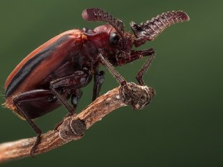 Обои жук, макро, насекомое, жук-пауссин, beetle, macro, insect, beetle poussin разрешение 2048x1365 Загрузить