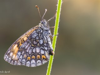 Обои природа, насекомое, фон, бабочка, стебель, davide lopresti, шашечница, nature, insect, background, butterfly, stem, the metalmark разрешение 2000x1333 Загрузить