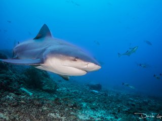 Обои море, рыбы, океан, акула, подводный мир, davide lopresti, sea, fish, the ocean, shark, underwater world разрешение 2000x1333 Загрузить