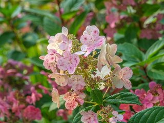 Обои цветы, листья, соцветия, гортензия, flowers, leaves, inflorescence, hydrangea разрешение 4896x2760 Загрузить