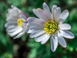 Обои цветы, макро, лепестки, размытость, белые, анемона, jazzmatica, flowers, macro, petals, blur, white, anemone разрешение 3956x2760 Загрузить