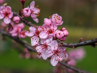 Обои цветы, природа, цветение, фон, ветки, весна, вишня, jazzmatica, flowers, nature, flowering, background, branches, spring, cherry разрешение 4896x2760 Загрузить