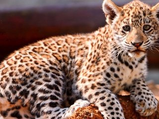Обои глаза, мордочка, взгляд, ягуар, малыш, eyes, muzzle, look, jaguar, baby разрешение 1920x1080 Загрузить