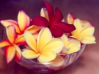 Обои цветы, экзотика, миска, плюмерия, франжипани, flowers, exotic, bowl, plumeria, frangipani разрешение 2048x1365 Загрузить