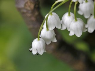 Обои цветы, ландыши, весна, боке, flowers, lilies of the valley, spring, bokeh разрешение 1920x1279 Загрузить