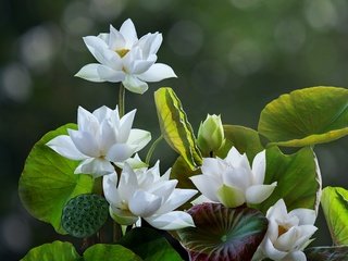 Обои цветы, листья, лотосы, боке, flowers, leaves, lotus, bokeh разрешение 2048x1740 Загрузить
