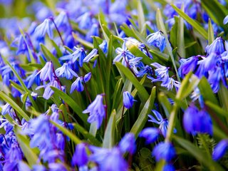 Обои цветы, весна, синие, подснежники, пролеска, flowers, spring, blue, snowdrops, scilla разрешение 3000x1688 Загрузить