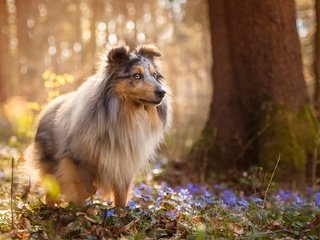 Обои цветы, природа, лес, собака, весна, шелти, sabine fallend, flowers, nature, forest, dog, spring, sheltie разрешение 1920x1150 Загрузить